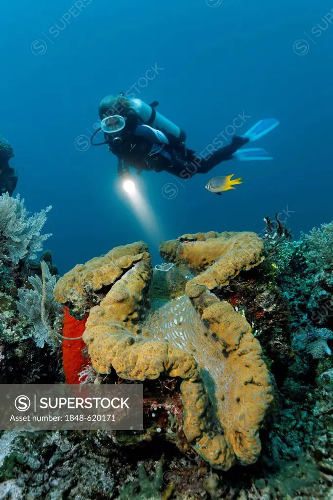 Female diver looking at a giant clam (Tridacna gigas) on a coral reef, Great Barrier Reef, a UNESCO World Heritage Site, Queensland, Cairns, Australia...