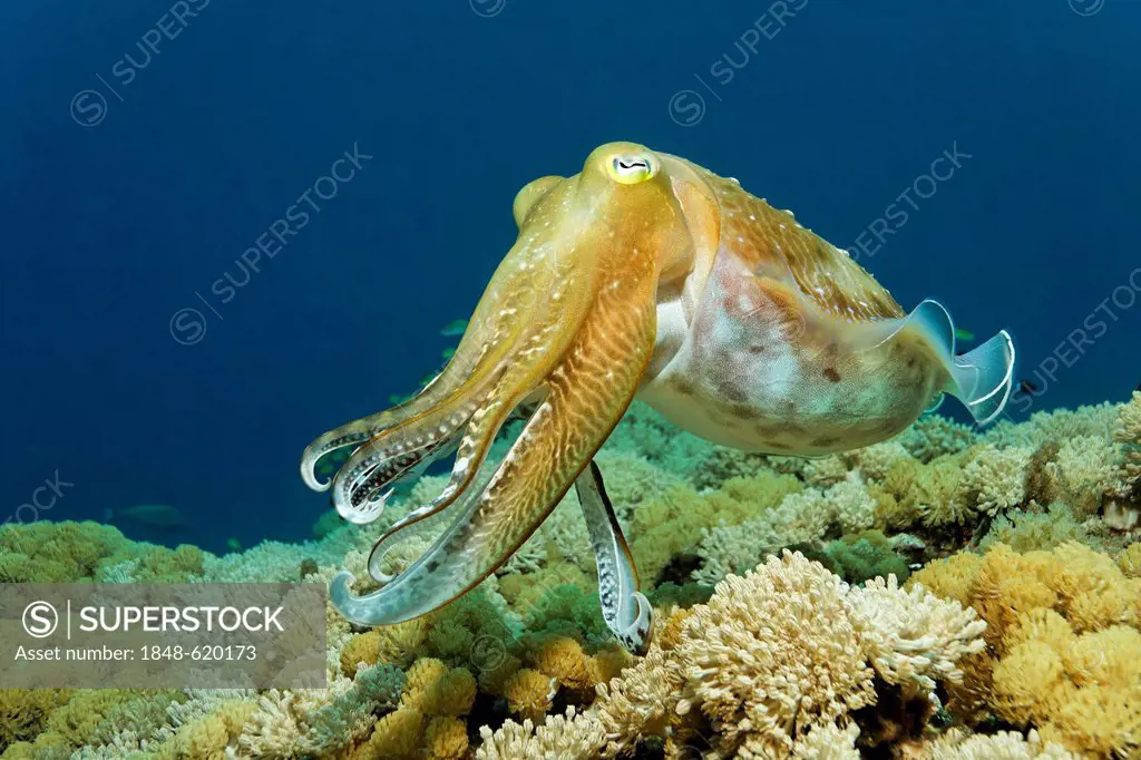 Broadclub cuttlefish (Sepia latimanus) swimming over coral reef, reef top, Great Barrier Reef, a UNESCO World Heritage Site, Queensland, Cairns, Austr...
