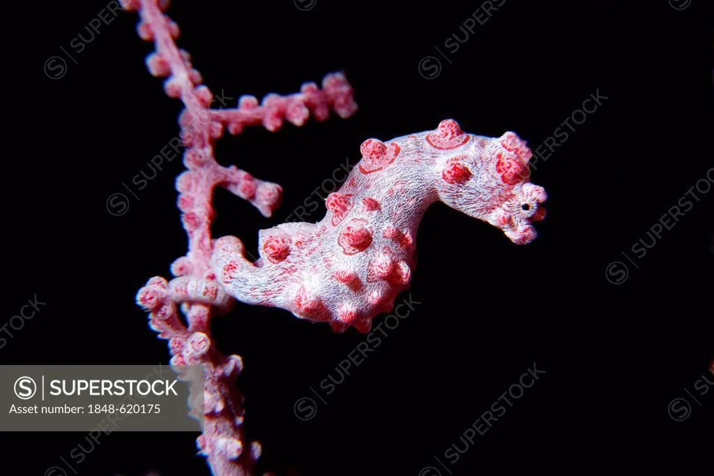 Pygmy seahorse (Bargibanti hippocampus) on a branch of coral, Great Barrier Reef, a UNESCO World Heritage Site, Queensland, Cairns, Australia, Pacific...
