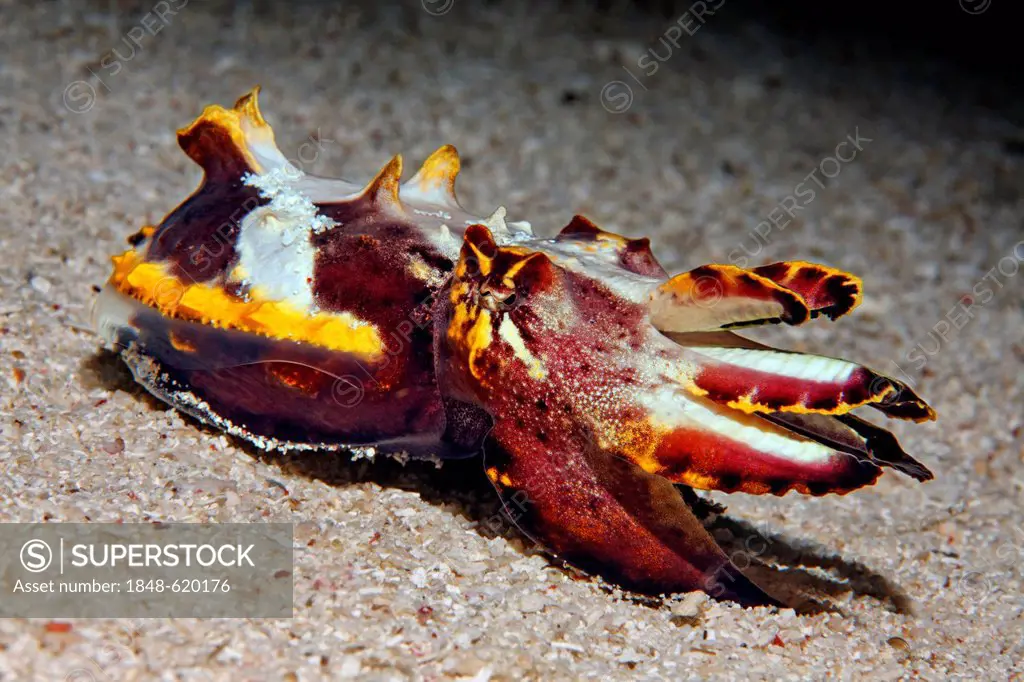 Pfeffer's flamboyant cuttlefish (Metasepia pfefferi) on sandy seafloor, Great Barrier Reef, a UNESCO World Heritage Site, Queensland, Cairns, Australi...