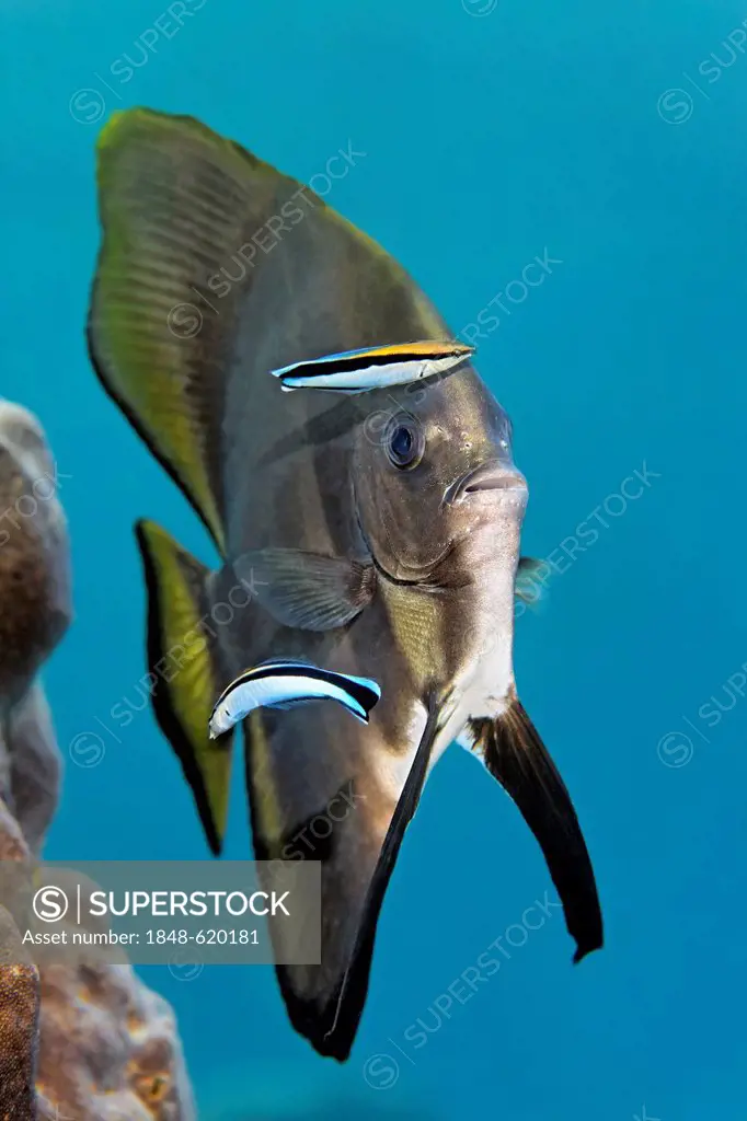 Young roundface batfish (Platax teira) with bluestreak cleaner wrasses (Labroides dimidiatus), Great Barrier Reef, a UNESCO World Heritage Site, Queen...