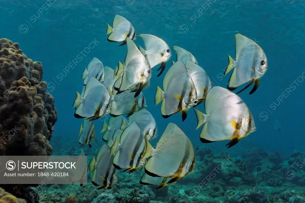 Shoal of roundface batfish (Platax teira) swimming over a coral reef, Great Barrier Reef, a UNESCO World Heritage Site, Queensland, Cairns, Australia,...