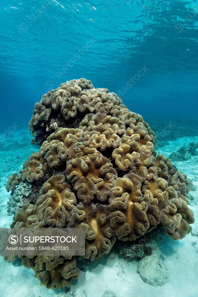 Colony of toadstool mushroom leather corals (Sarcophyton sp), a soft coral, Great Barrier Reef, a UNESCO World Heritage Site, Queensland, Cairns, Aust...