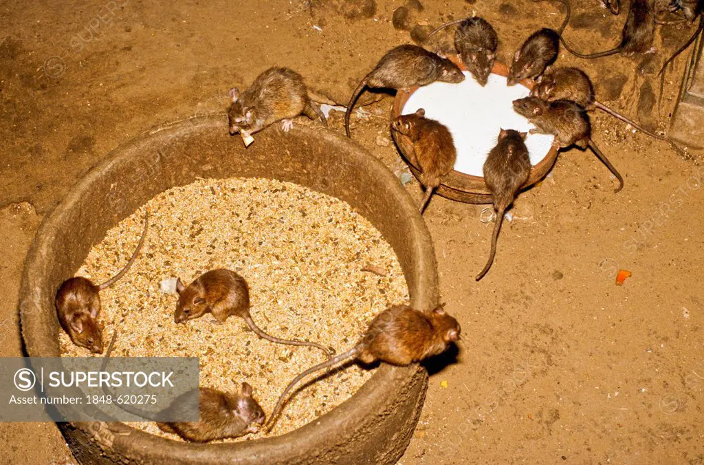 Rats of the Karni Mata Temple, believed to carry the souls of dead Sadhus until their next reincarnation, Deshnok, Rajasthan, India, Asia