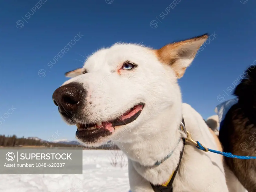 Portrait of sled dog, lead dog, Alaskan Husky, frozen Yukon River, Yukon Territory, Canada