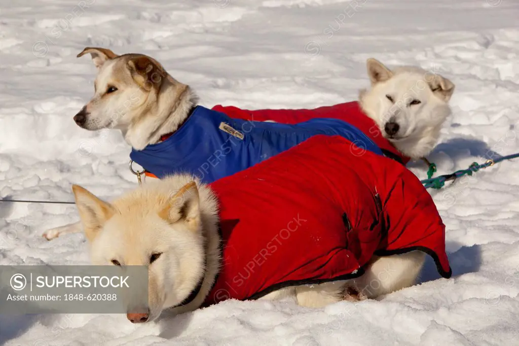 White sled dogs with dog coats resting in snow and sun, stake out cable, Alaskan Huskies, Yukon Territory, Canada