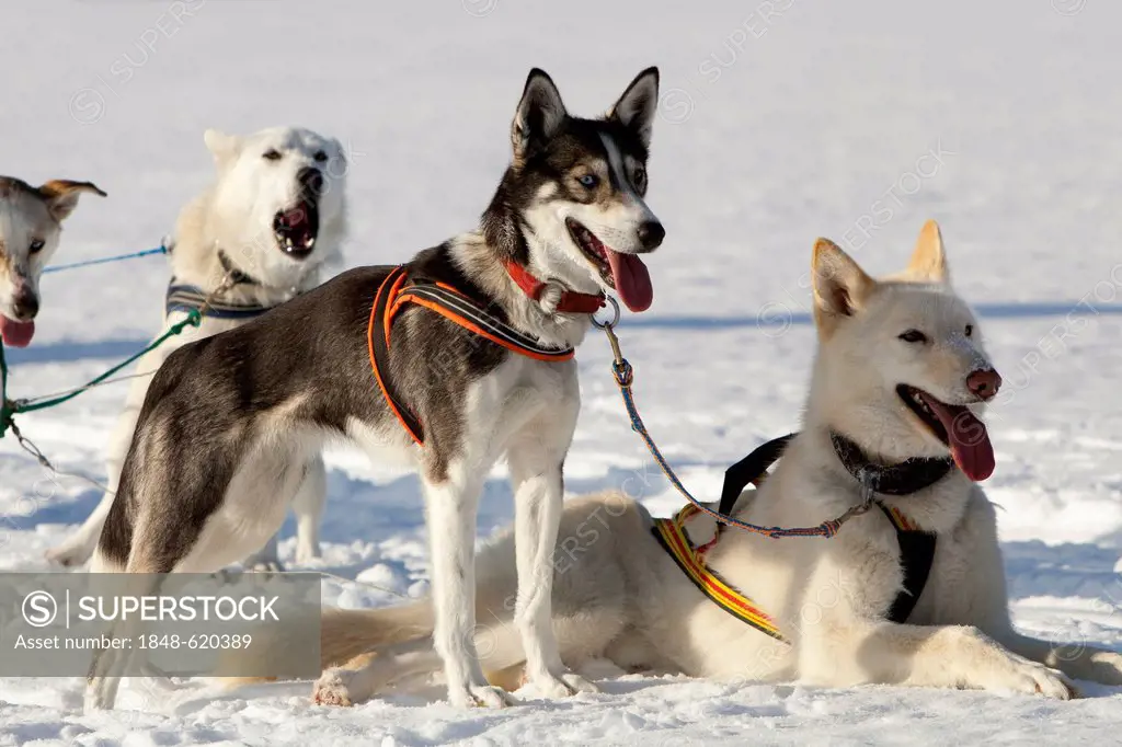 Sled dogs, lead dogs, Alaskan Huskies, in harness, panting, resting in snow, frozen Lake Laberge, Yukon Territory, Canada