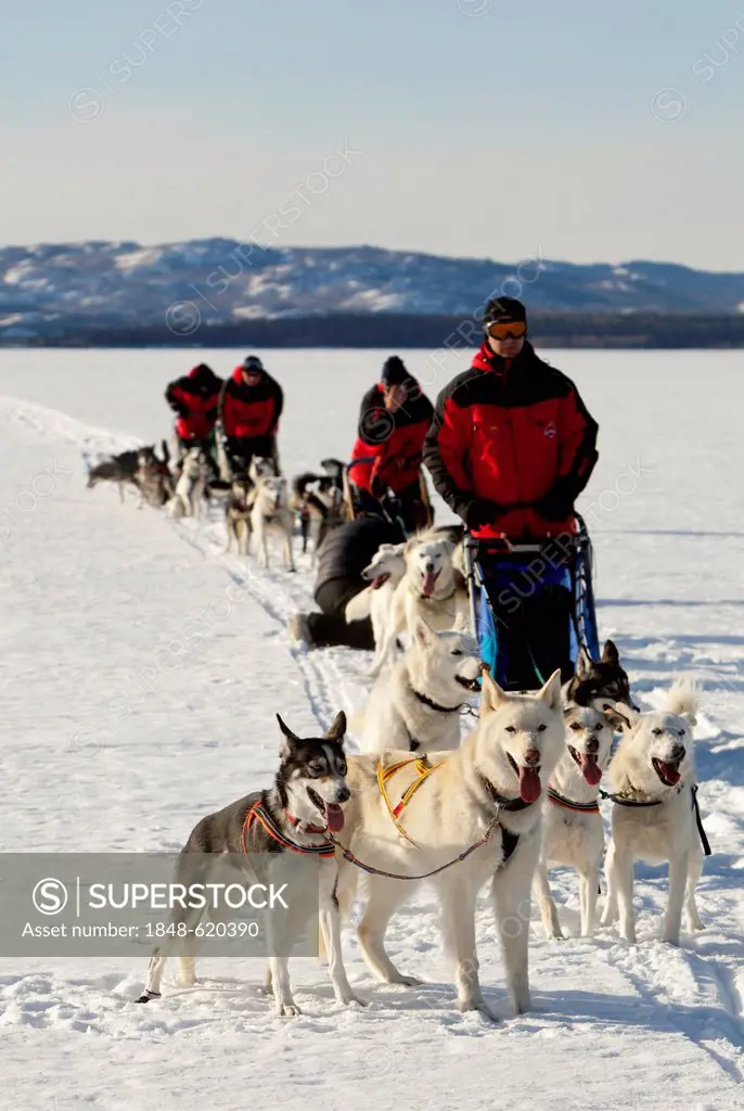 Mushers with dog sleds, teams of sled dogs, white leaders, lead dogs, Alaskan Huskies, Mountains behind, frozen Lake Laberge, Yukon Territory, Canada