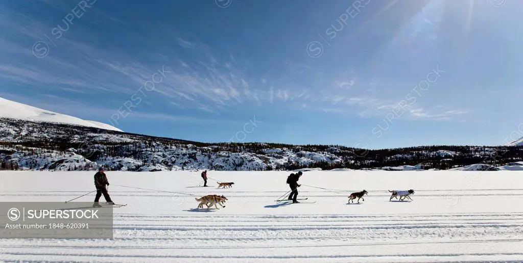 Skijoring, sled dogs pulling cross country skiers, dog sport, Alaskan Huskies, frozen Lake Lindeman, mountains behind, Coastal Range, Chilkoot Pass, T...