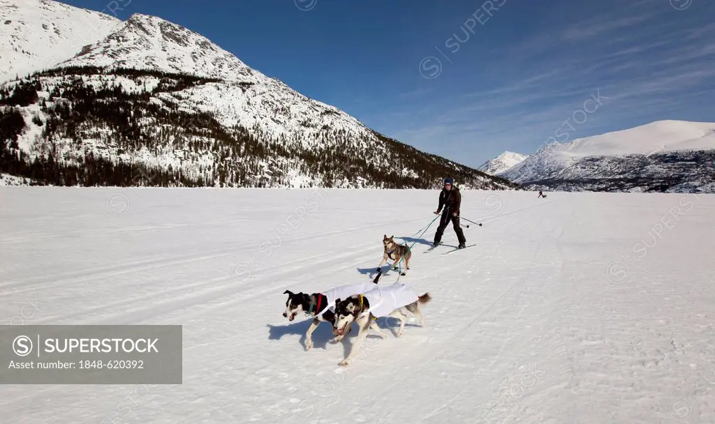 Woman skijoring, sled dogs pulling cross country skier, dog sport, Alaskan Huskies, frozen Lake Lindeman, mountains behind, Coastal Range, Chilkoot Pa...