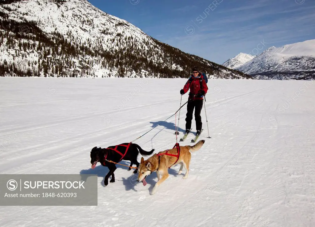 Woman skijoring, sled dogs pulling cross country skier, dog sport, Alaskan Huskies, frozen Lake Lindeman, mountains behind, Coastal Range, Chilkoot Pa...