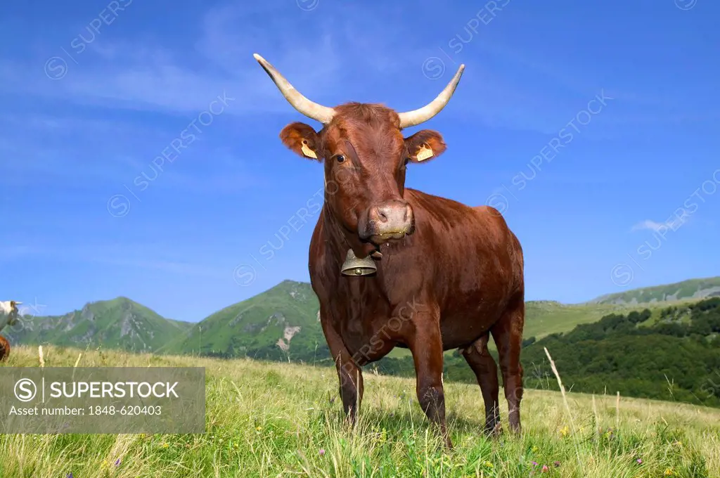Salers cow, Sancy mountains, Parc Naturel Regional des Volcans d'Auvergne, Auvergne Volcanoes Natural Regional Park, Puy de Dome, France, Europe