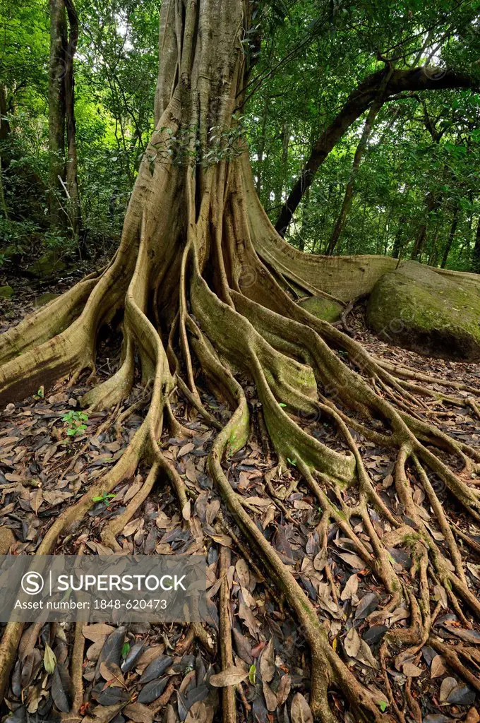 Buttress roots of the Strangler Fig (Ficus americana subgenus Urostigma), Rincon de la Vieja National Park, Guanacaste, Costa Rica, Central America