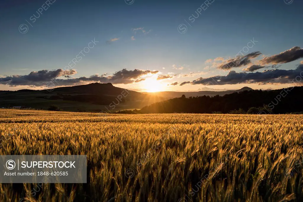 View across a wheat field at sunset, Hohenstoffeln volcano and Hohenhewen volcano at the back, Hegau landscape, Baden-Wuerttemberg, Germany, Europe