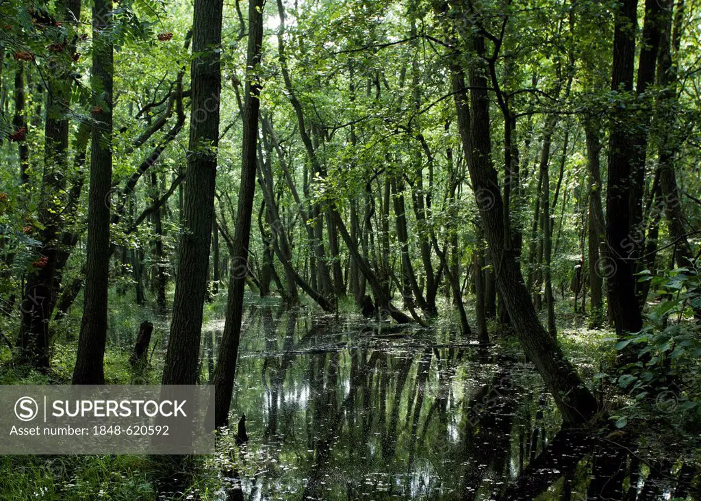 Forest in Darsser Ort, Western Pomerania Lagoon Area National Park, Mecklenburg-Western Pomerania, Germany, Europe