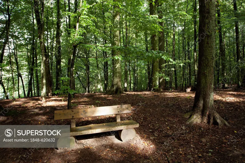 Wooden bench on the way to the Granitz Hunting Lodge in a beech forest, Ruegen, or Rugia, Mecklenburg-Western Pomerania, Germany, Europe