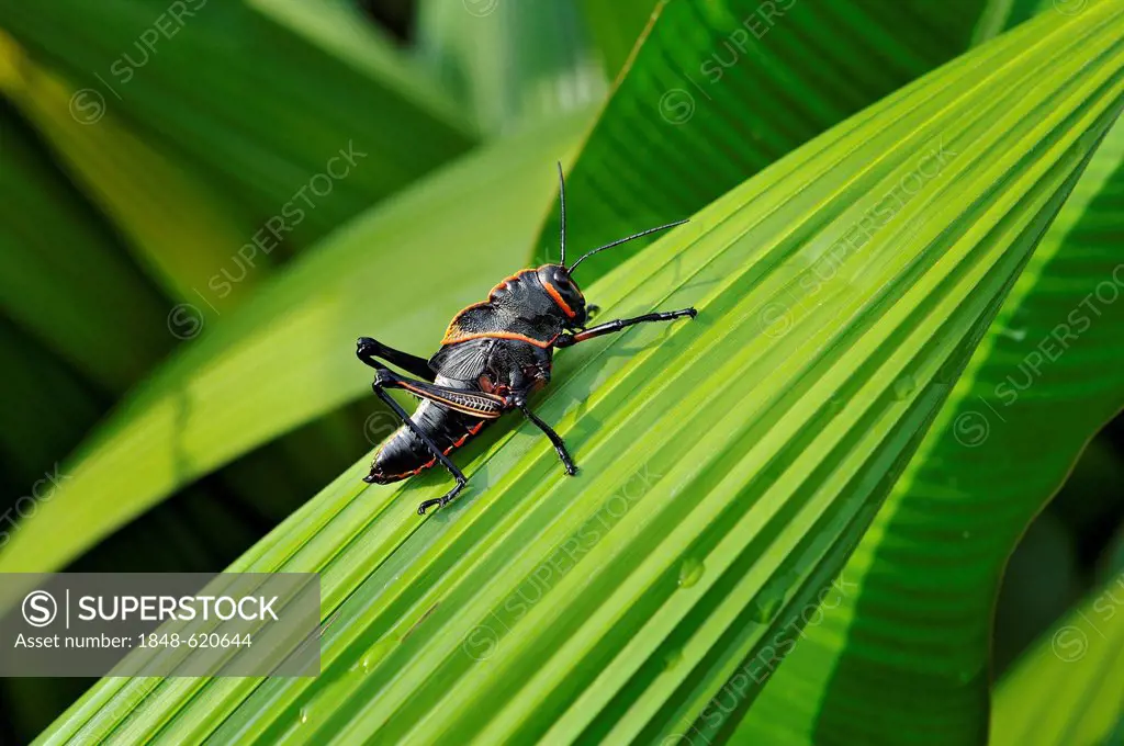 Grashopper (Caelifera), Alajuela province, Costa Rica, Central America