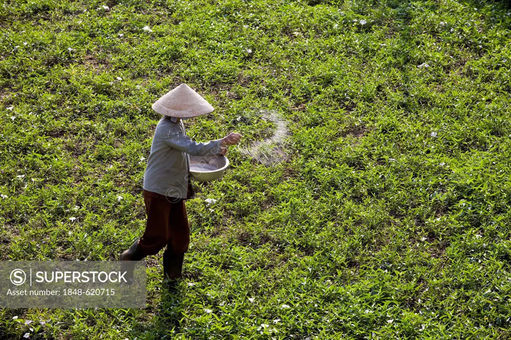 Rice farmer at work in the rice fields, Vietnam, Southeast Asia, Asia