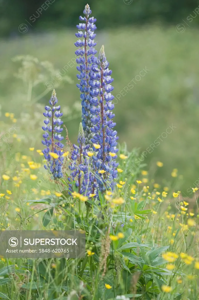 Large-leaved lupine (Lupinus polyphyllus), tall buttercup (Ranunculus acris), Fehndorf, Emsland, Lower Saxony, Germany, Europe