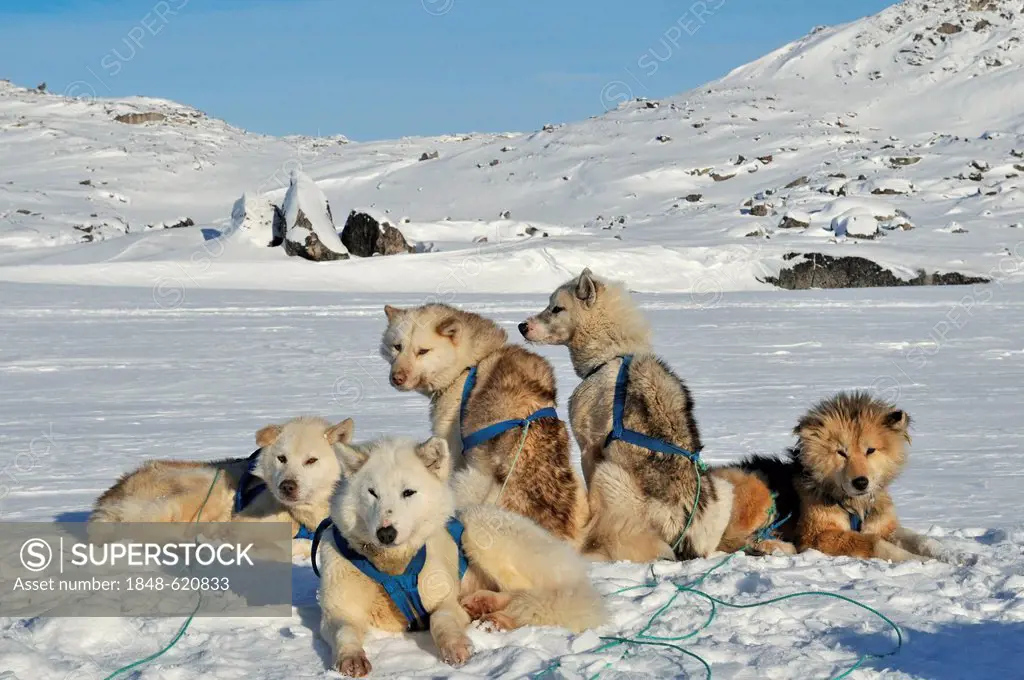 Greenland sled dogs, Greenland, Arctic North America