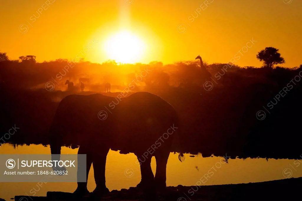 African elephant (Loxodonta africana), at water hole at sunset, near Okaukuejo, Etosha National Park, Namibia, Africa