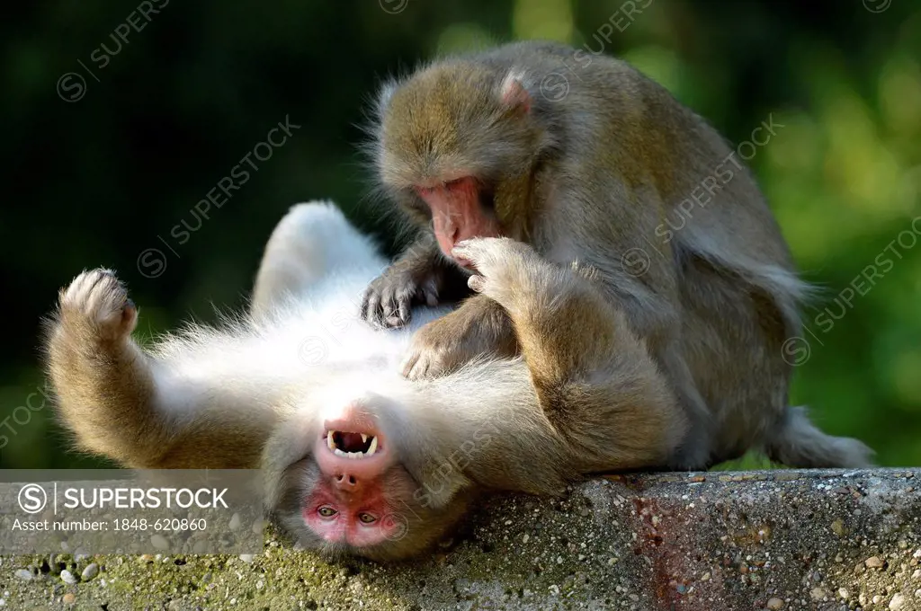 Japanese Macaques (Macaca fuscata), grooming, social behavior, native to Japan, in captivity, Baden-Wuerttemberg, Germany, Europe