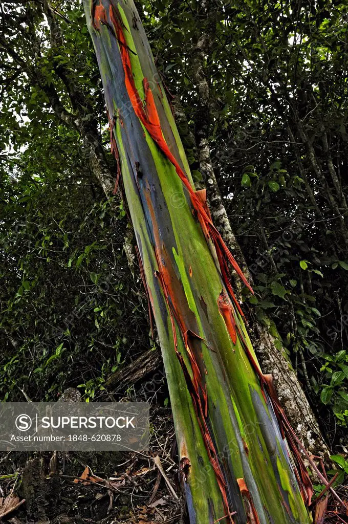 Eucalyptus tree or Blue Gum (Eucalyptus), Alajuela Province, Costa Rica, Central America