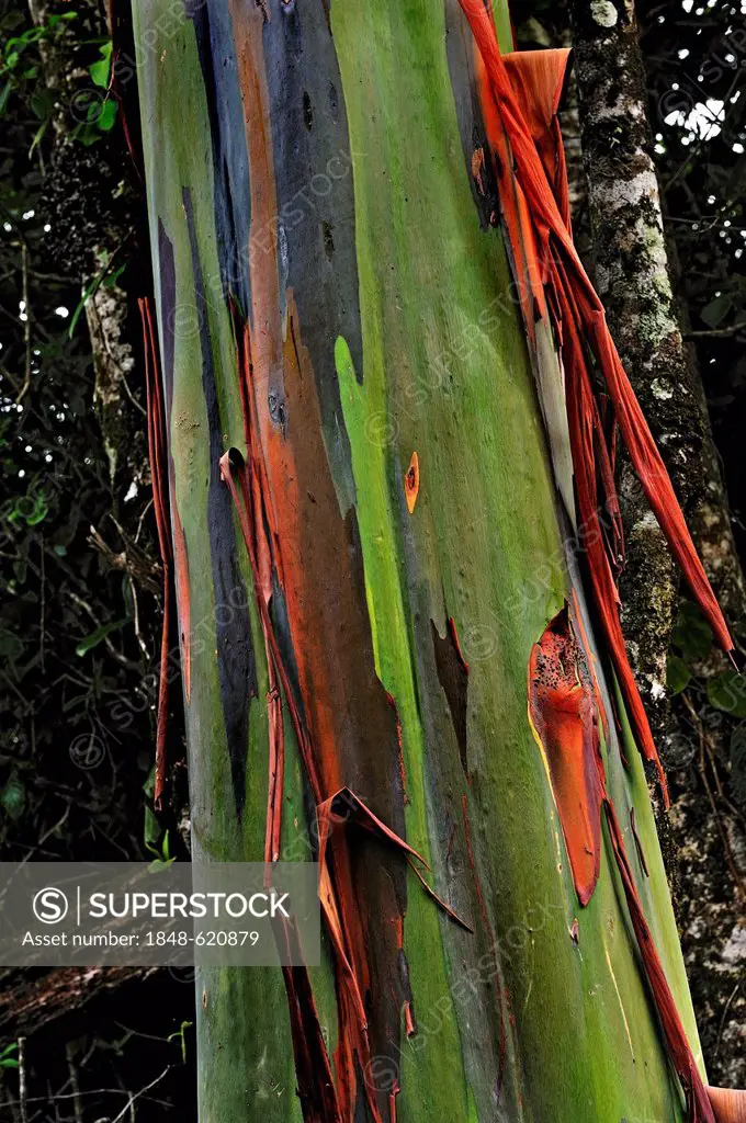 Eucalyptus tree or Blue Gum (Eucalyptus), Alajuela Province, Costa Rica, Central America