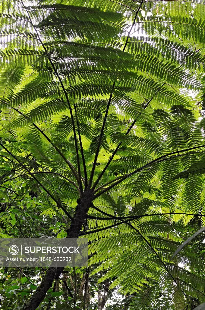 Cycad (Cycadales) in Arenal Volcano National Park, Alajuela Province, Costa Rica, Central America