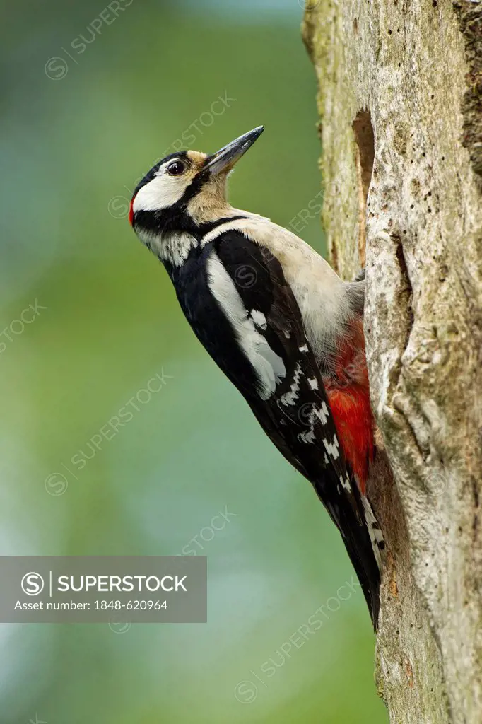 Great Spotted Woodpecker or Greater Spotted Woodpecker (Dendrocopos major), at the nesting hole, Rhineland-Palatinate, Germany, Europe