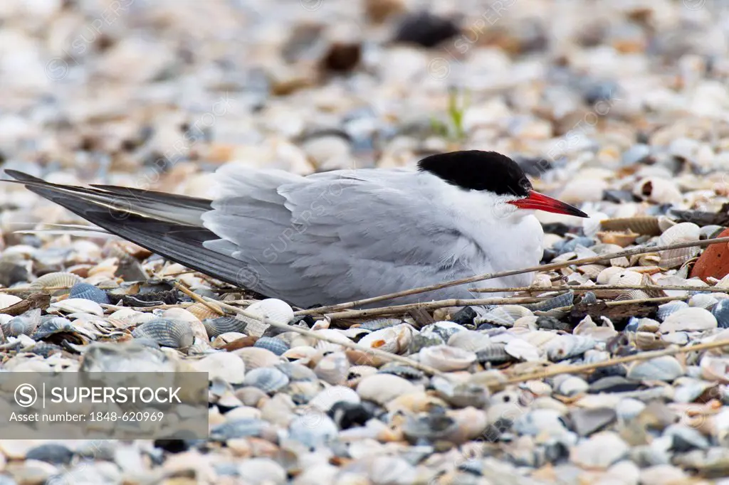 Common Tern (Sterna hirundo), Texel, The Netherlands, Europe