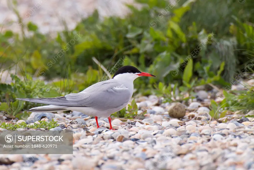 Common Tern (Sterna hirundo), with egg at back, Texel, The Netherlands, Europe