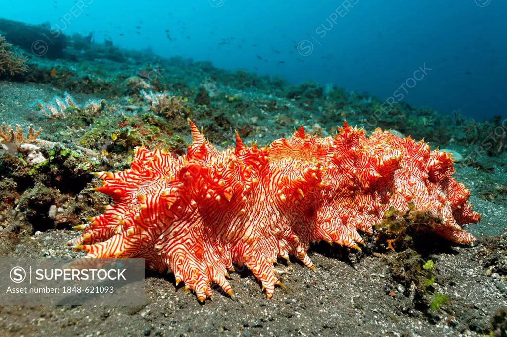 Red-lined sea cucumber (Thelenota rubrolineata), crawling on the sandy seafloor, Great Barrier Reef, a UNESCO World Heritage Site, Queensland, Cairns,...