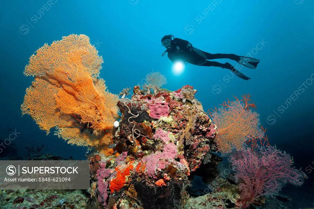 Diver with a torch looking at a coral reef with different corals, underwater scenery, block of corals, Great Barrier Reef, a UNESCO World Heritage Sit...