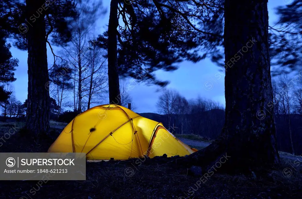 Illuminated yellow expedition tent, trekking tent, set up under large trees, Caledonian Pines, evening mood, Glen Affric, Scotland, United Kingdom, Eu...