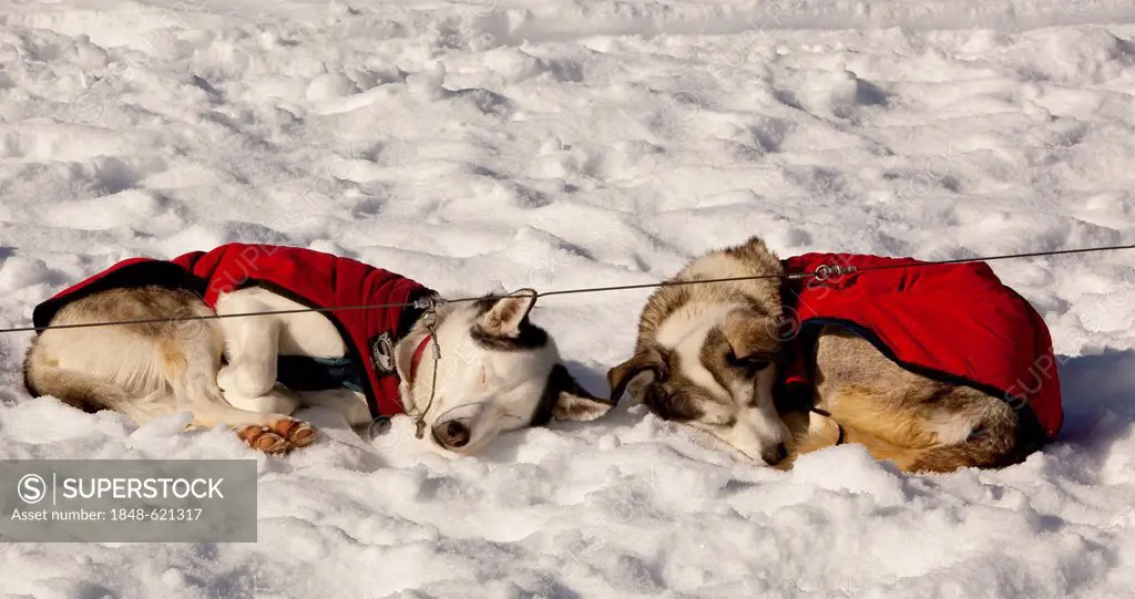 Two sled dogs with dog coats resting, sleeping in snow and sun, curled up, stake out cable, Alaskan Huskies, Yukon Territory, Canada