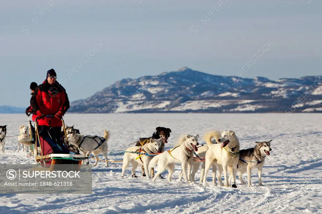 Mushers with dog sleds, teams of sled dogs, white leaders, lead dogs, Alaskan Huskies, Mountains behind, frozen Lake Laberge, Yukon Territory, Canada