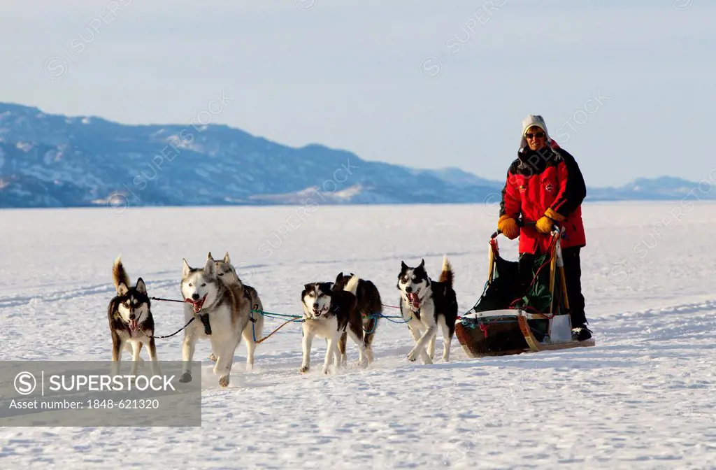 Woman, musher running, driving a dog sled, team of sled dogs, Alaskan Huskies, Mountains behind, frozen Lake Laberge, Yukon Territory, Canada