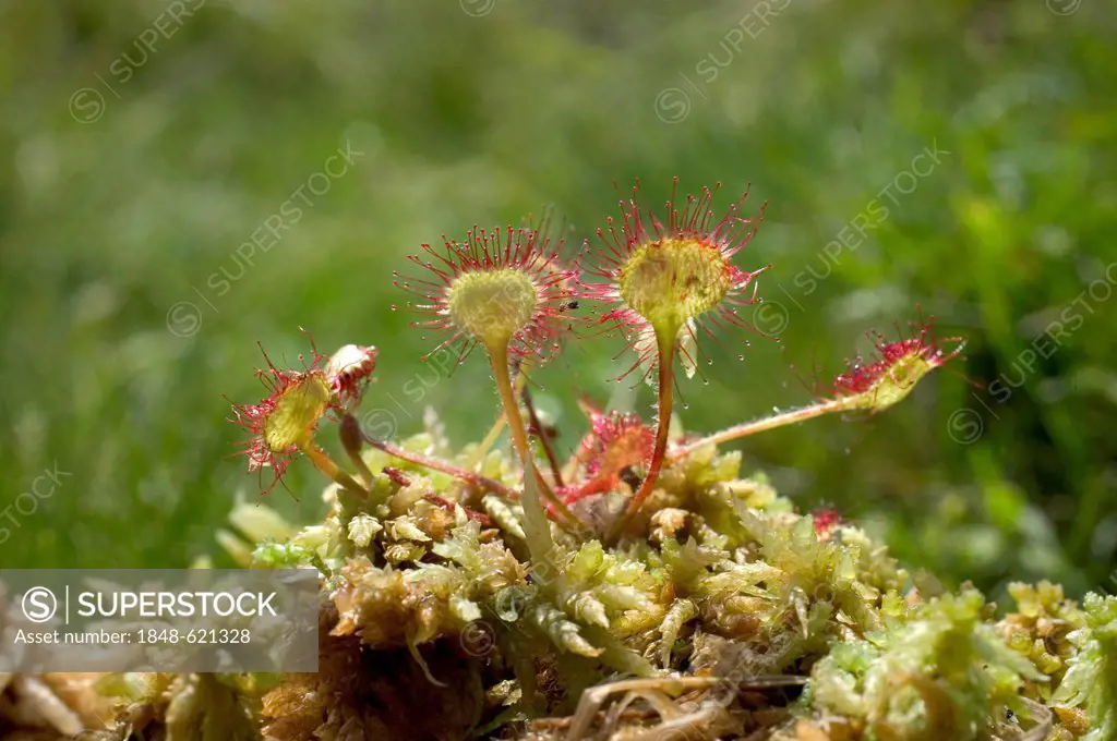 Common sundew or Round-leaved sundew (Drosera rotundifolia), Parc Naturel Regional des Volcans d'Auvergne, Auvergne Volcanoes Natural Regional Park, P...