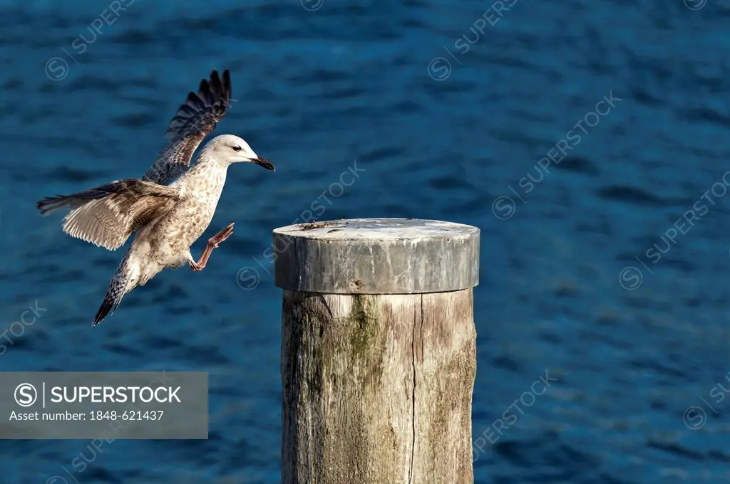 Caspian Gull (Larus cachinnans) landing on a pole in the harbor of Timmendorf, Poel Island, Mecklenburg-Western Pomerania, Germany, Europe