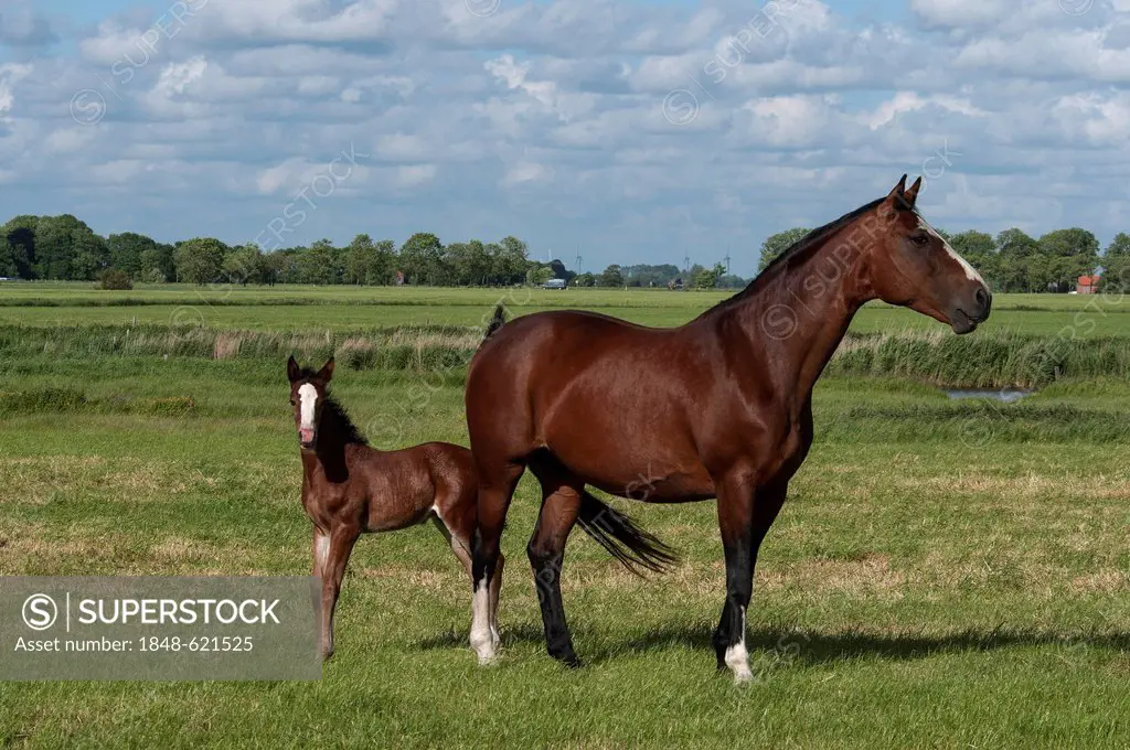 Bay mare with a foal on a pasture, East Frisia, Lower Saxony, Germany, Europe
