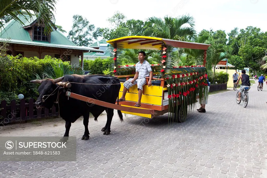 Ox-cart decorated for a wedding, La Digue, Seychelles, Africa, Indian Ocean