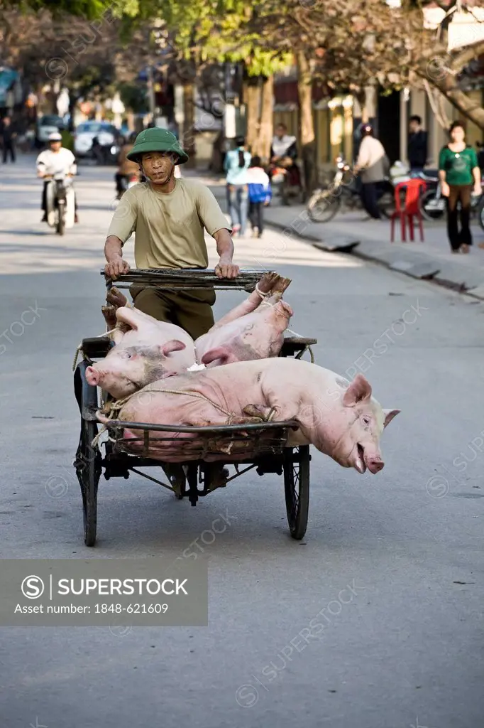 Pigs being transported by a bicycle rickshaw, Ninh Binh, Dry Halong Bay, Vietnam, Southeast Asia, Asia
