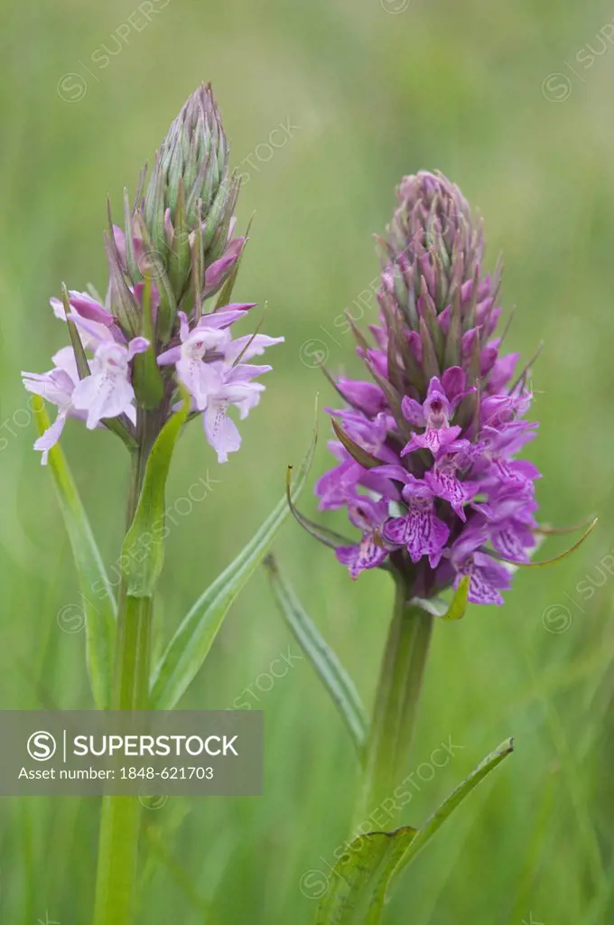 Heath spotted orchid, moorland spotted orchid (Dactylorhiza maculata), Meppen, Emsland, Lower Saxony, Germany, Europe