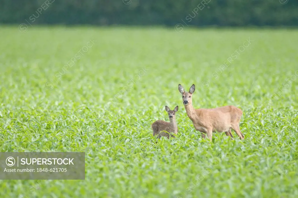 Roe deer, doe with fawn (Capreolus capreolus), Haren, Emsland, Lower Saxony, Germany, Europe