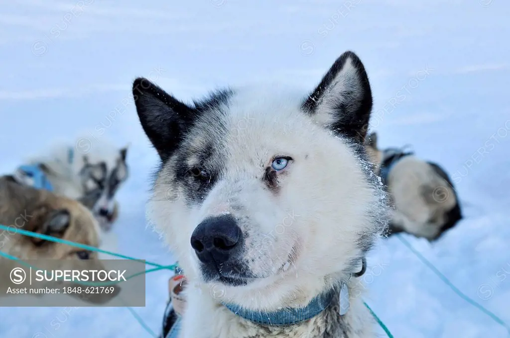 Greenland sled dog, portrait, Greenland, Arctic North America