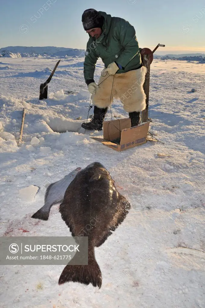 Inuit fisherman during longline fishing on Ilulissat Fjord, Greenland, Arctic North America