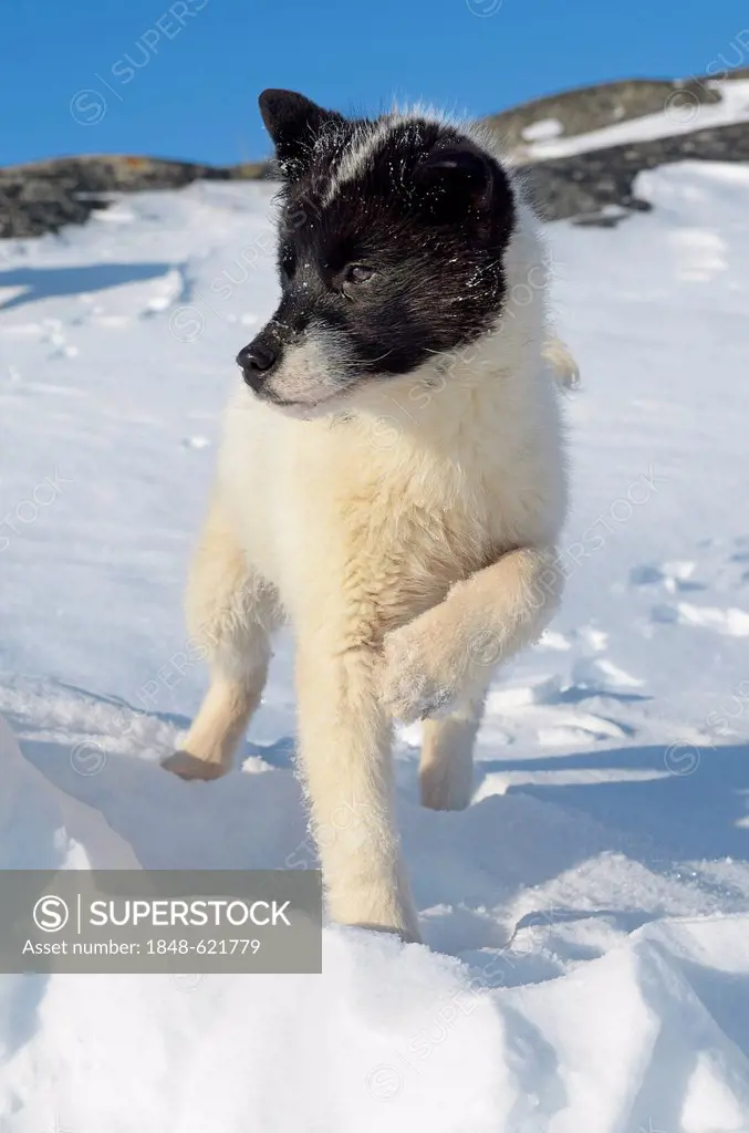 Greenland sled dog, Greenland, Arctic North America