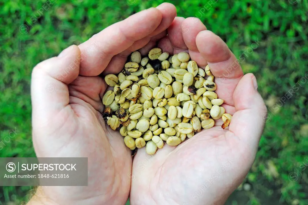 Hands holding freshly dried coffee beans (Coffea), Hacienda Combia, historical coffee finca in the Colombian coffee growing region Quindio, Colombia, ...