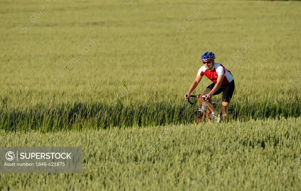Racing cyclist riding through a field of barley, Waiblingen, Baden-Wuerttemberg, Germany, Europe, PublicGround